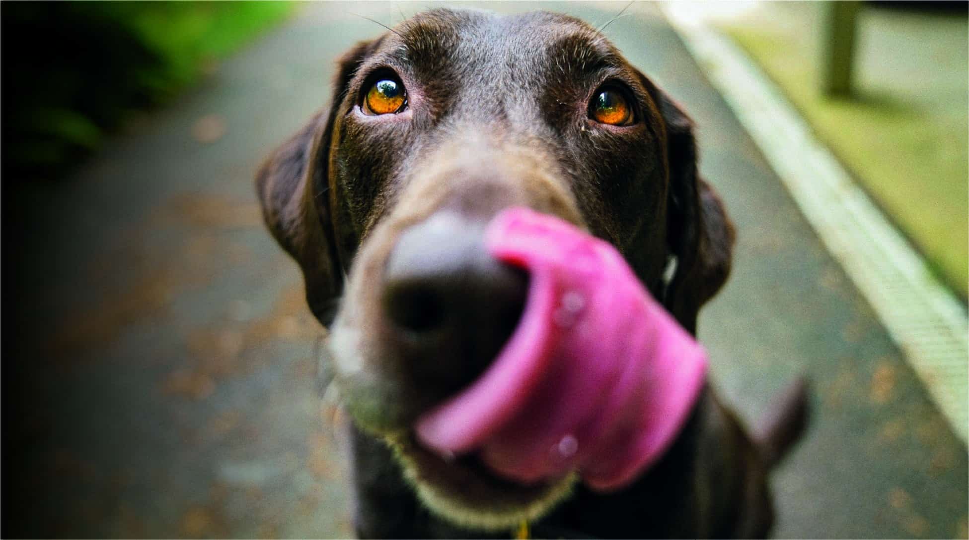 Tu perro llevará tus datos consigo, así si un día no lo encuentras, al menos te podrán encontrar a ti